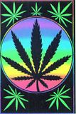 pot_leaf.jpg image by krechenna