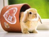 Rabbit.jpg image by roncno